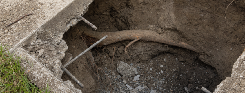 Rebar, Roots, and Rotten Slabs: What We Find Under Old Concrete in Calgary Homes